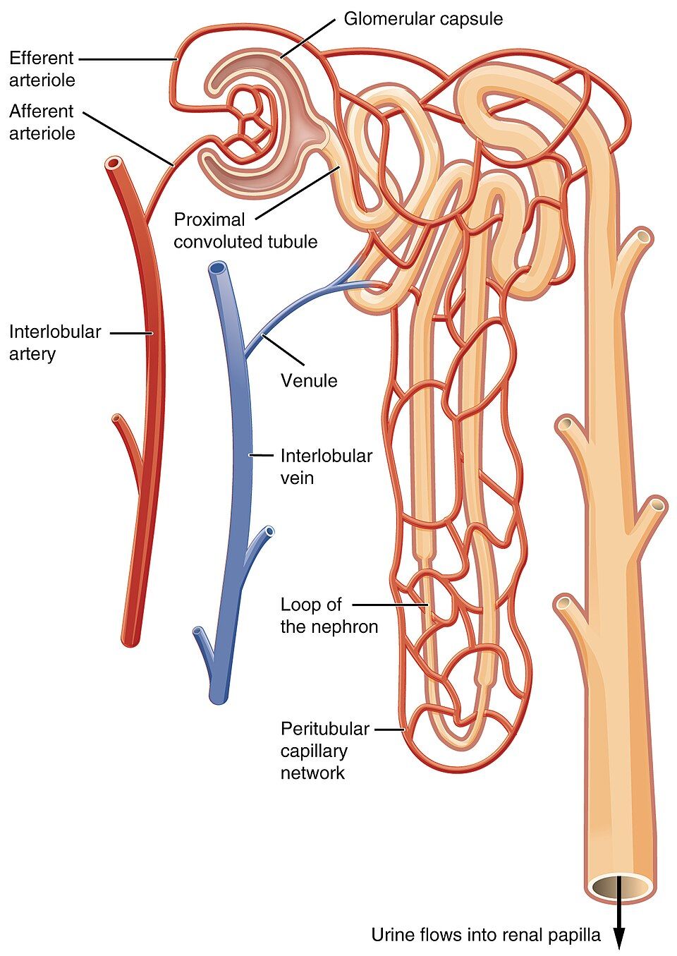 The nephron reference figure