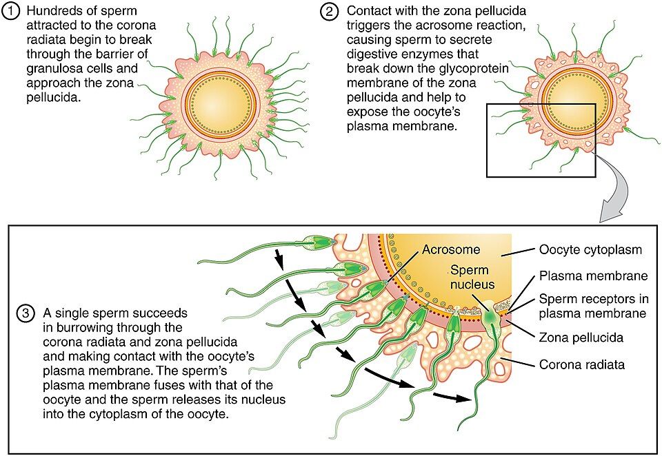 Fertilization reference figure