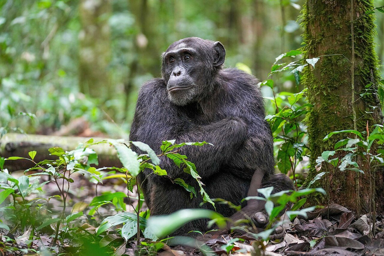 Debates about moral status turn on which capacities matter &mdash; and great apes sit uncomfortably close to every line we try to draw.
