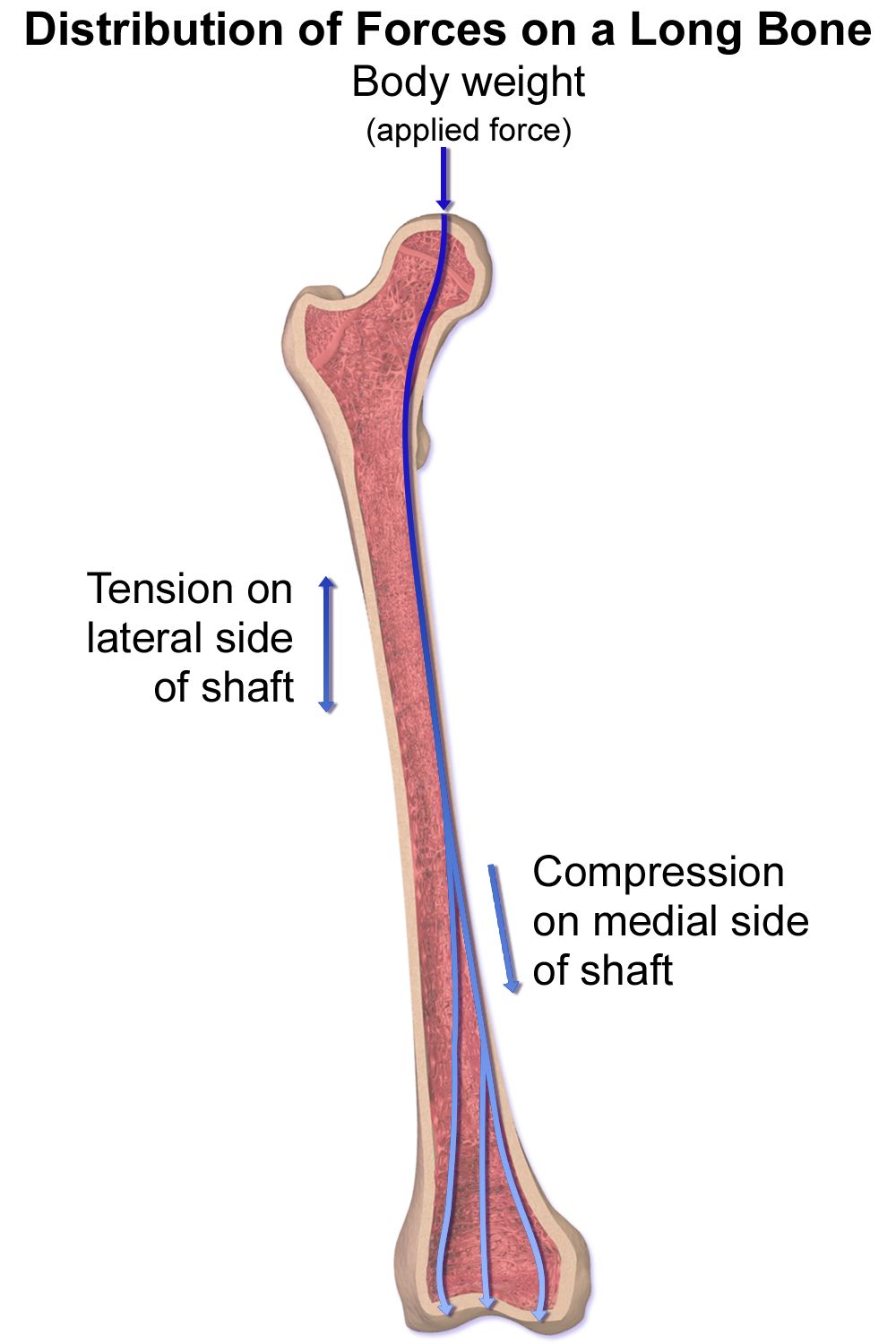 Dermatome map of the human body showing the sensory distribution of each spinal nerve root from C2 through S5 in front and back views