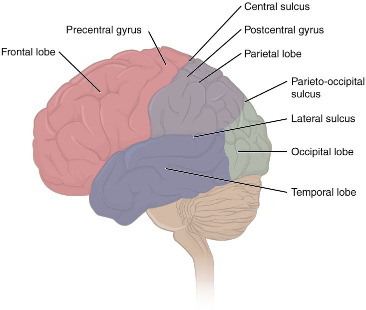 The lobes of the cerebral cortex, the seat of adult reasoning and judgment