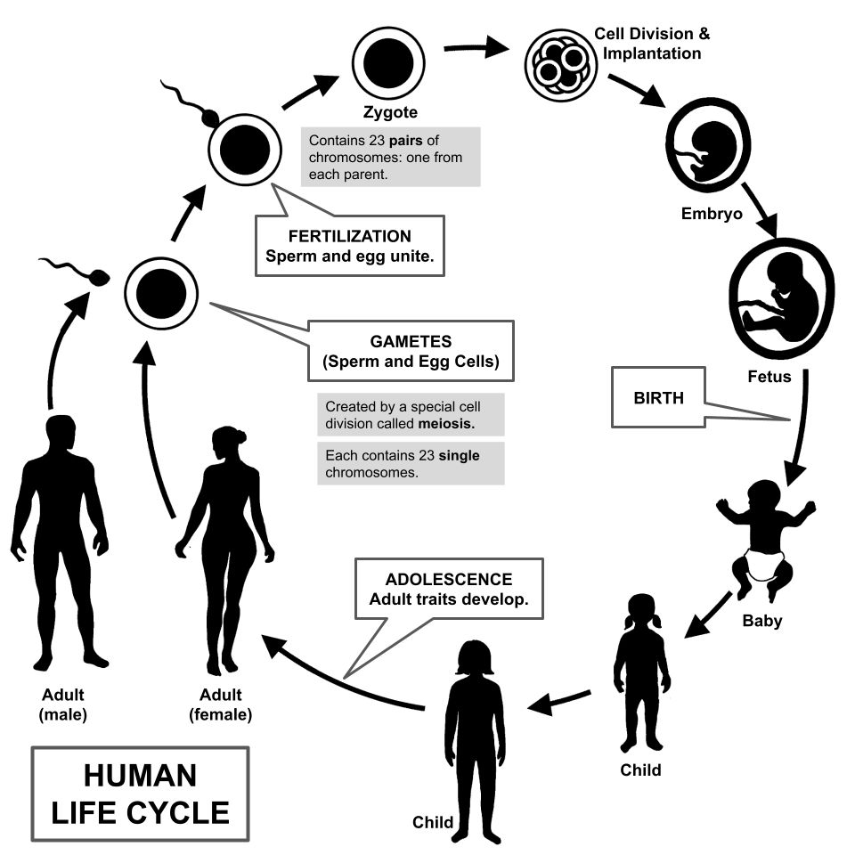 A chart of the human life cycle, illustrating continuity of the self across the lifespan