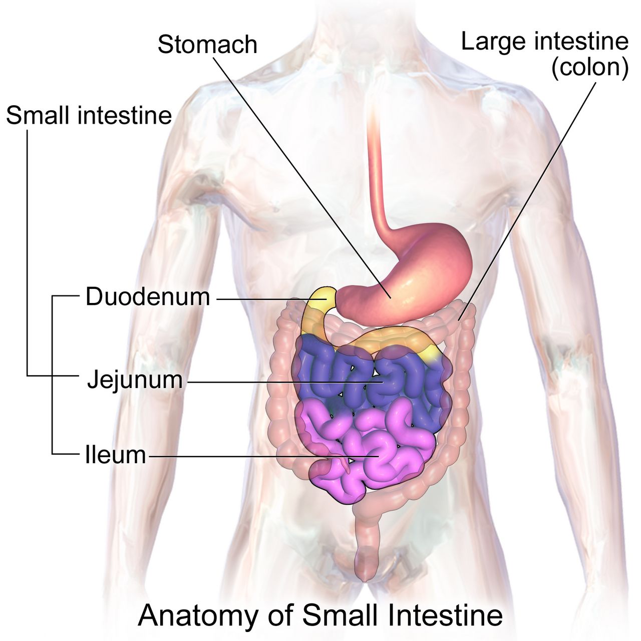 Anatomical illustration of a pregnant abdomen at term showing the enlarged uterus displacing the diaphragm, stomach and intestines upward and compressing the inferior vena cava