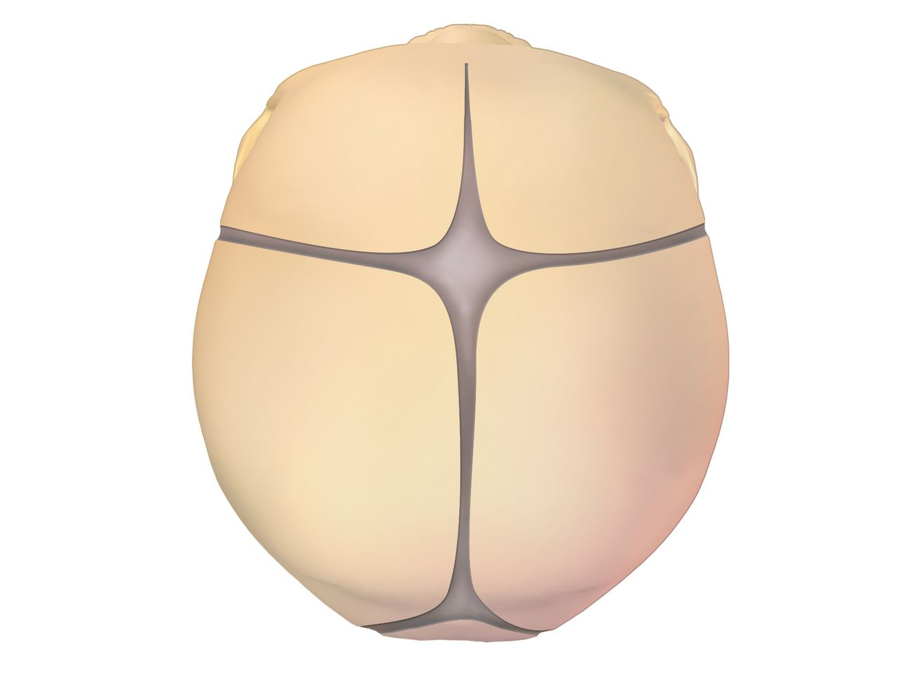 Diagram of the fetal skull showing the sagittal, coronal and lambdoid sutures with the diamond-shaped anterior fontanelle and triangular posterior fontanelle