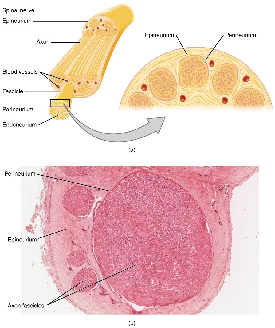 Diagram of the ascending nociceptive pathway from a peripheral nerve ending through the dorsal horn of the spinal cord and spinothalamic tract to the thalamus and cerebral cortex