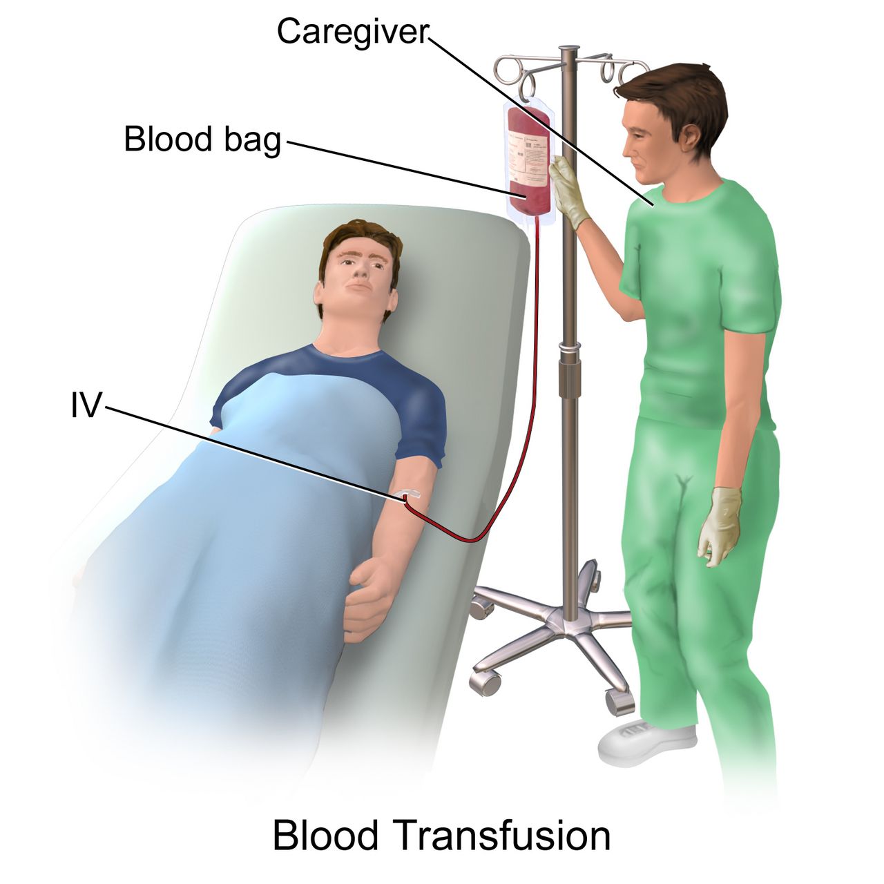 Units of packed red blood cells and plasma in labelled transfusion bags arranged on a laboratory surface
