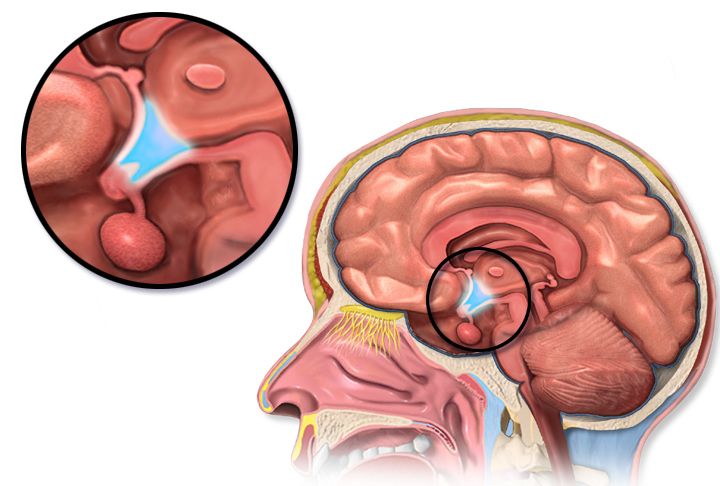 Diagram of the hypothalamic-pituitary axis showing releasing hormones from the hypothalamus, trophic hormones from the anterior pituitary, and negative feedback from thyroid, adrenal and gonadal target glands