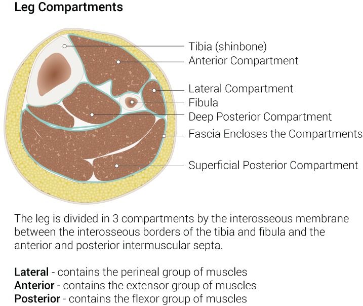 The four inelastic fascial compartments of the lower leg &mdash; the anterior compartment, containing the deep peroneal nerve, is the one most often affected.