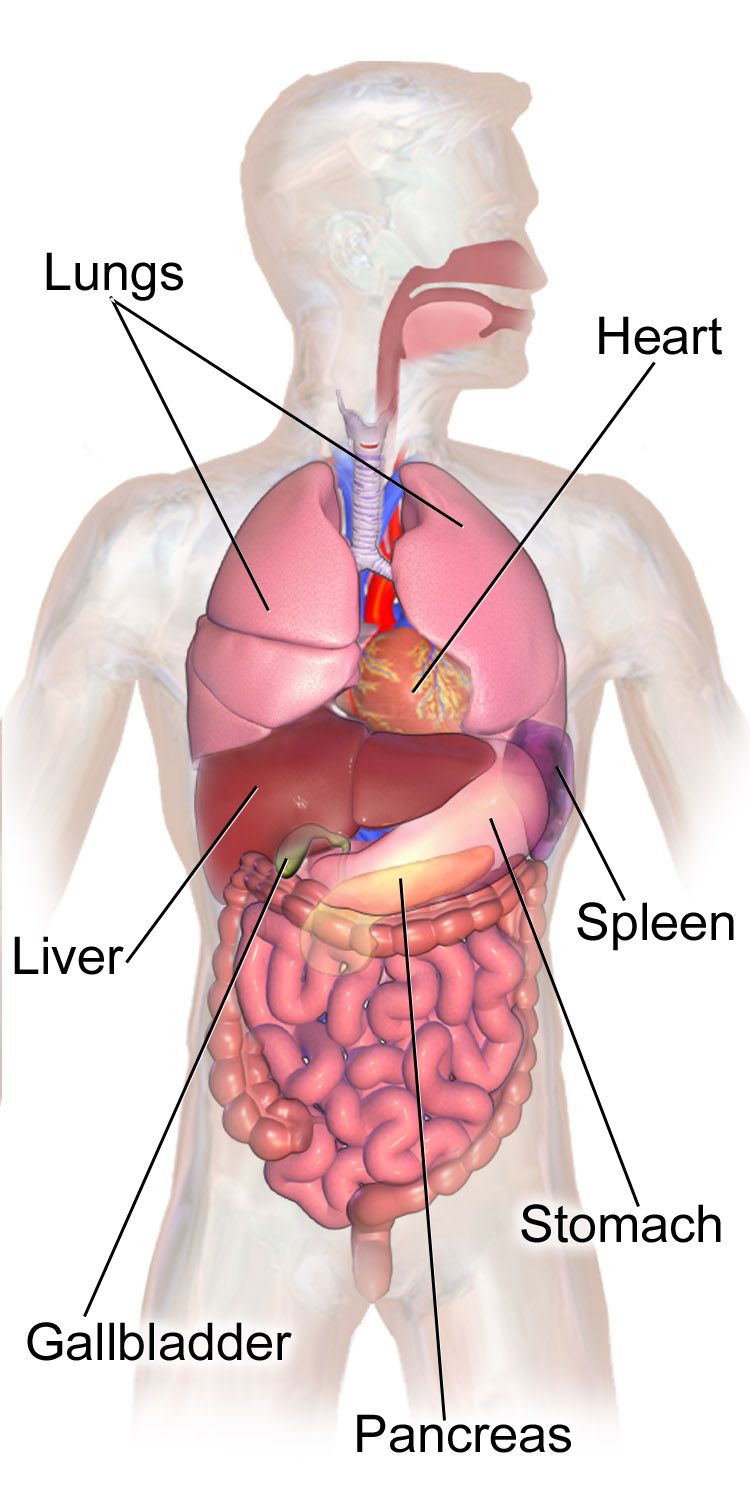Labeled outline of the human body with major organs marked by their Greek and Latin word roots