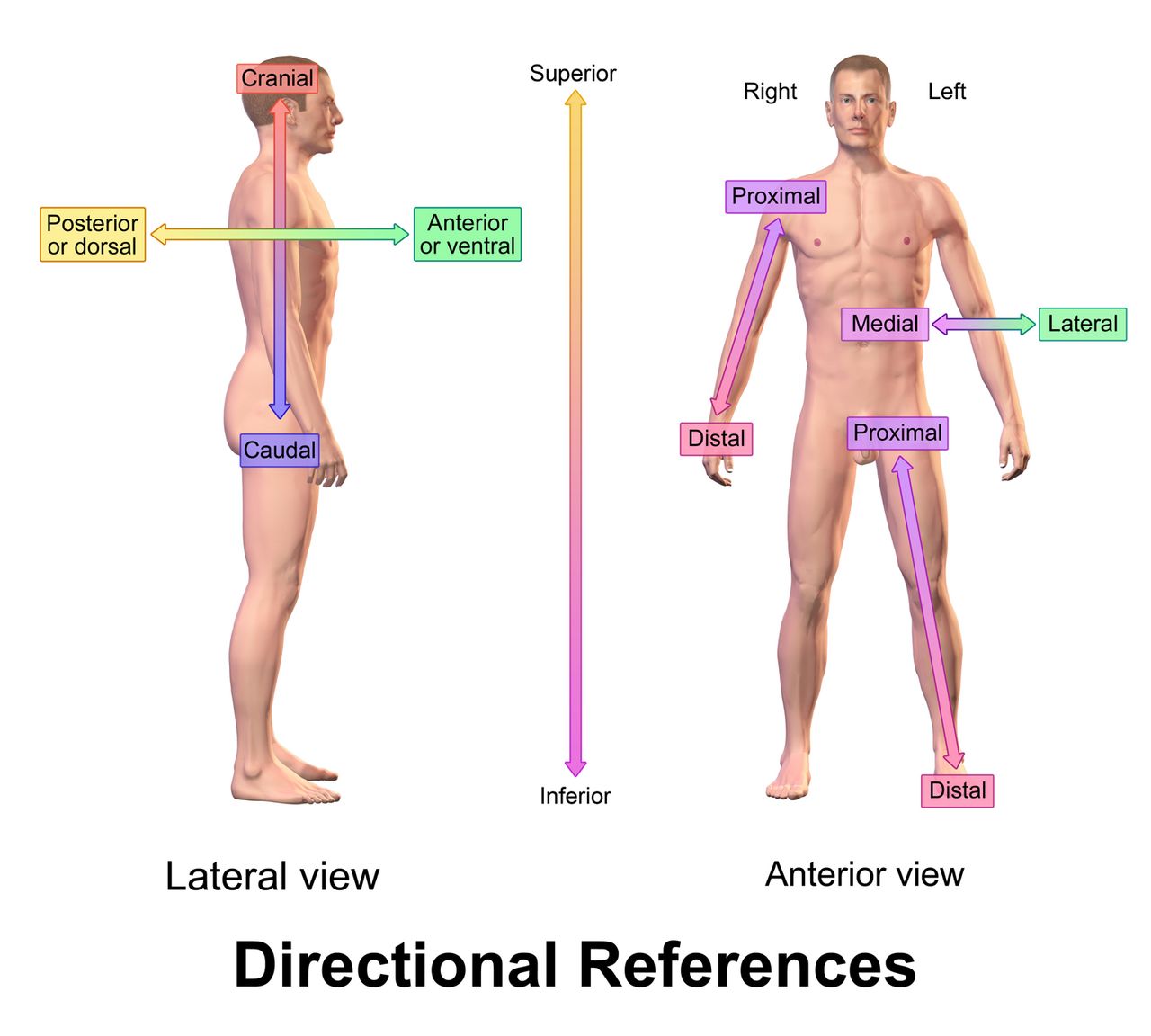 Human figure standing in anatomical position with labeled directional terms including superior, inferior, anterior, posterior, medial, lateral, proximal and distal.