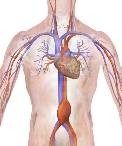 Anterior and posterior views of the human body with surface regions labeled, including cervical, thoracic, brachial, abdominal, lumbar, inguinal, femoral and pedal areas.
