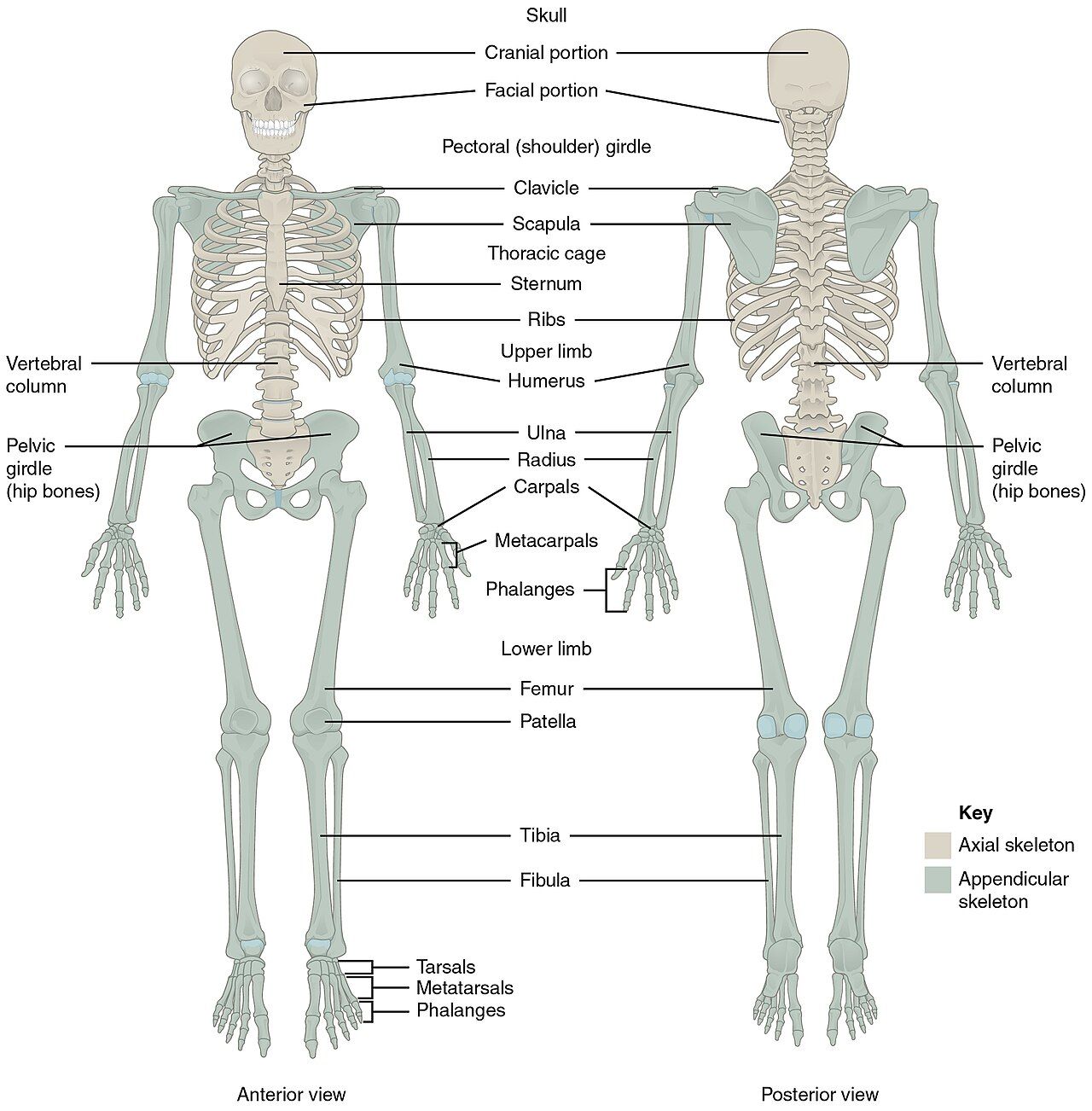 The adult skeleton divides into an 80-bone axial column and a 126-bone appendicular set of girdles and limbs.