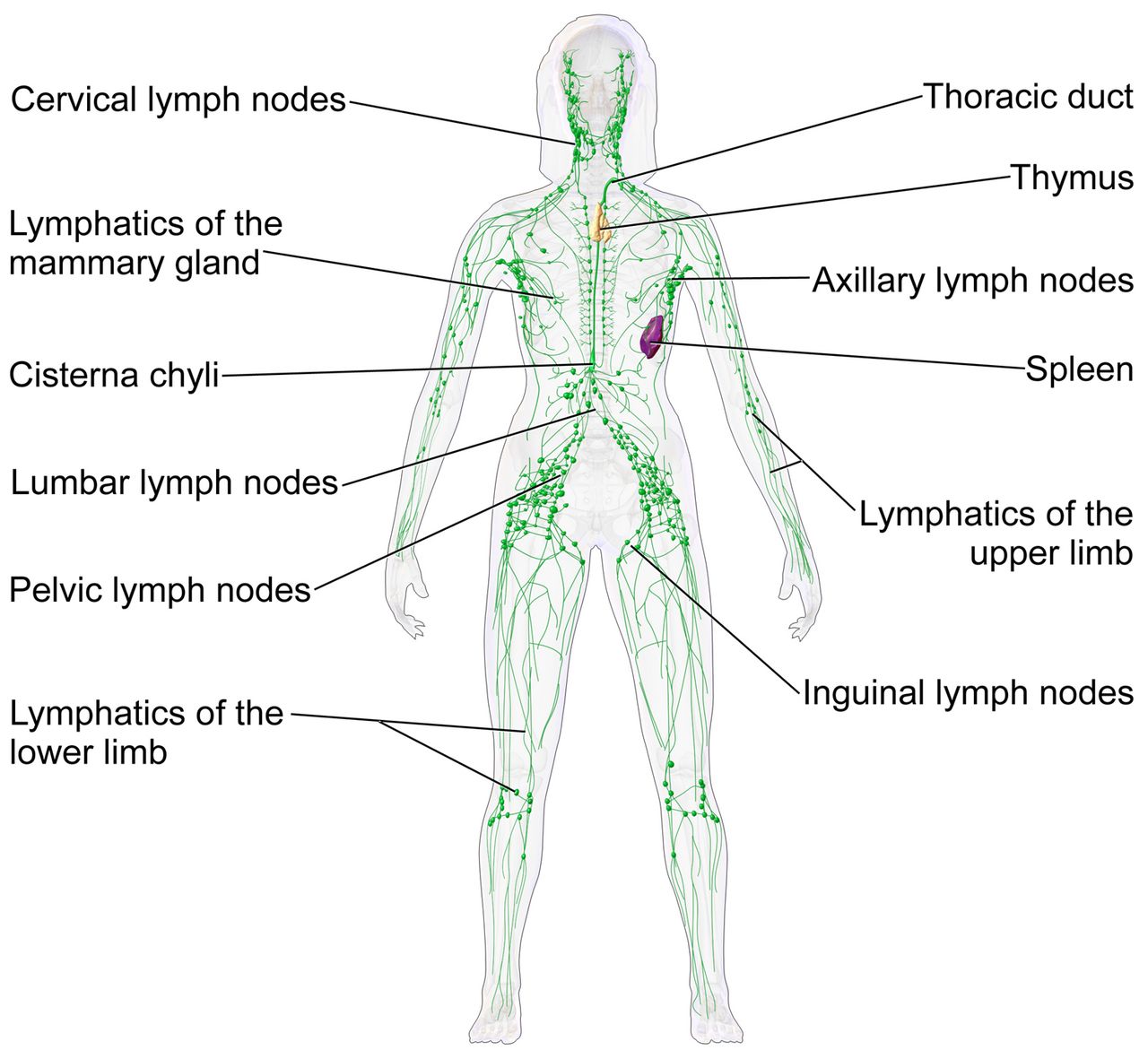 Anatomical diagram of the human lymphatic system showing lymphatic vessels, cervical axillary and inguinal node clusters, the thoracic duct, the spleen, the thymus and the tonsils