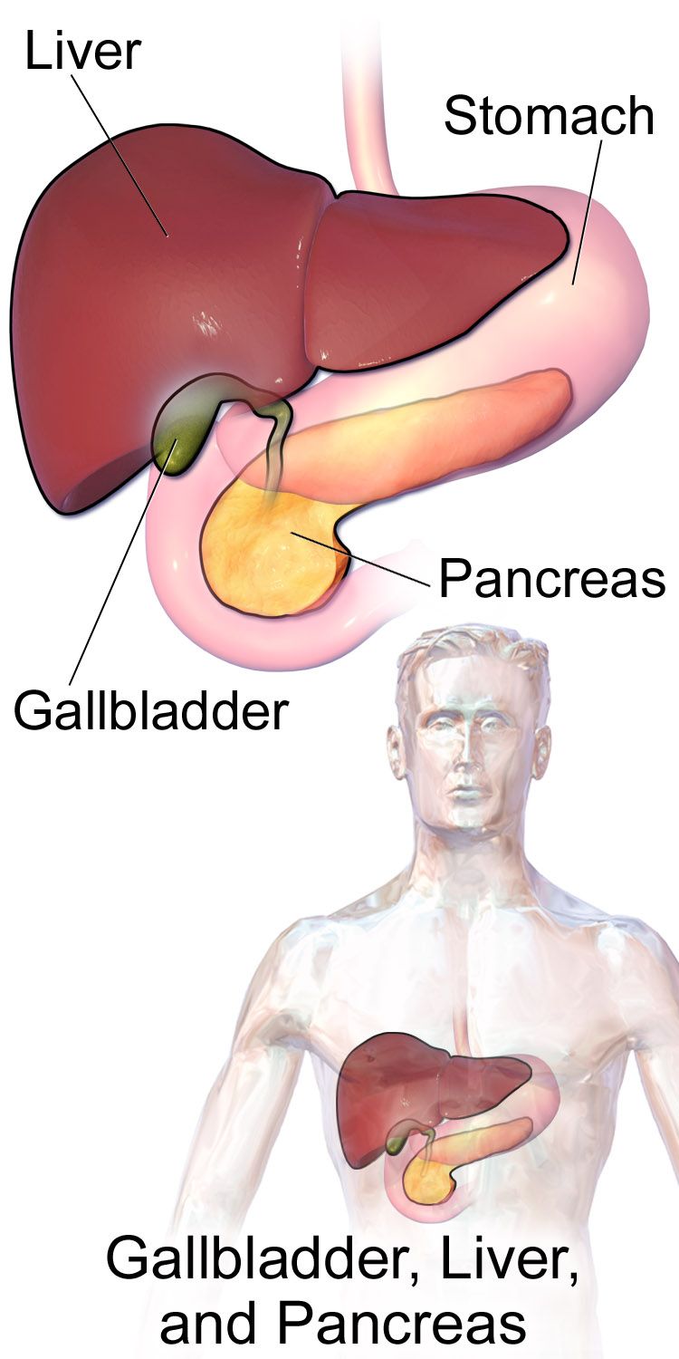 Labeled anatomical illustration of the upper abdomen showing the liver, stomach, gallbladder and pancreas in position
