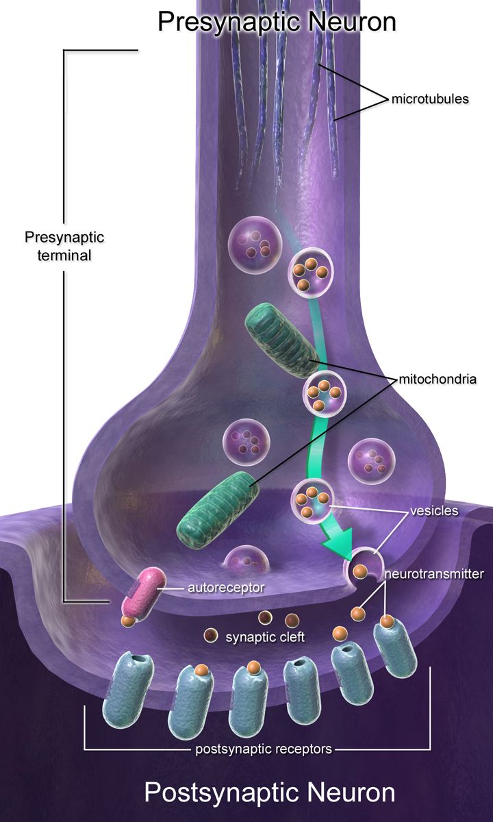 Diagram of a chemical synapse showing vesicles releasing neurotransmitter into the synaptic cleft, postsynaptic receptors, and a reuptake transporter returning transmitter to the presynaptic neuron