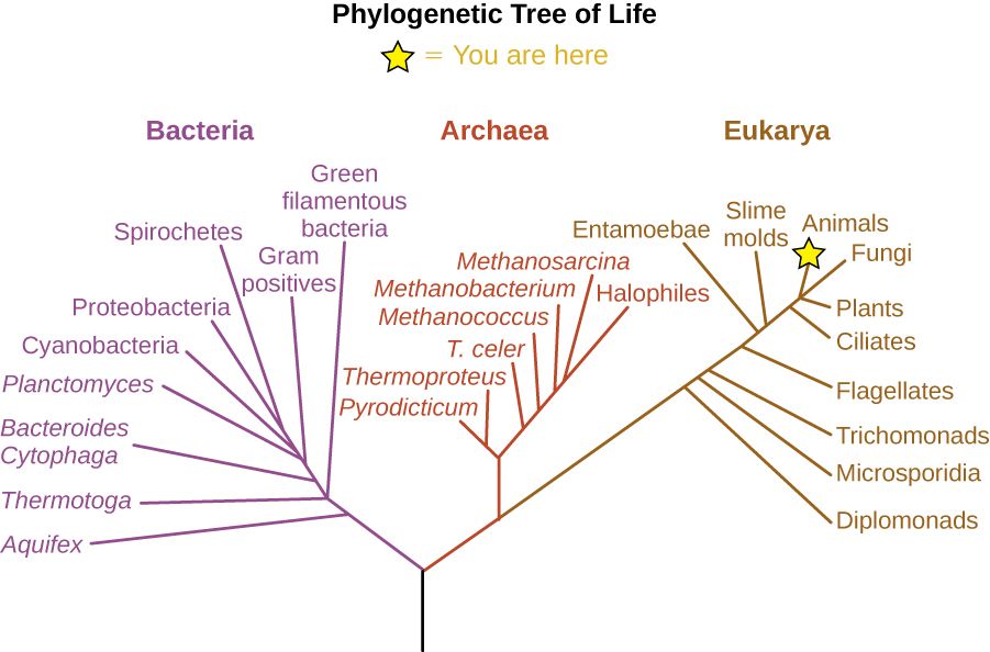 The three-domain tree of life: Bacteria, Archaea, and Eukarya