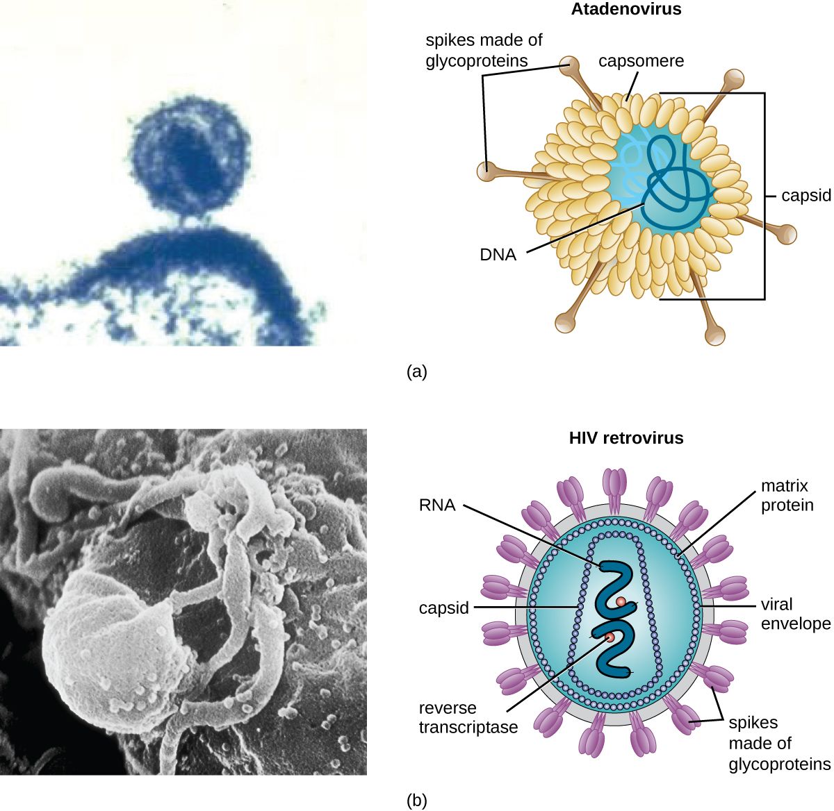 The structure of a virus: nucleic acid genome, protein capsid, and lipid envelope with spikes