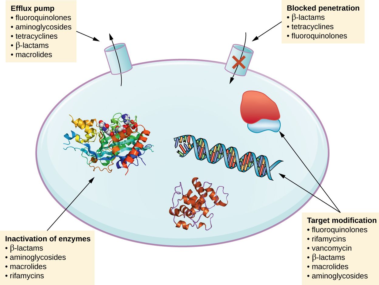 Mechanisms bacteria use to resist antibiotics