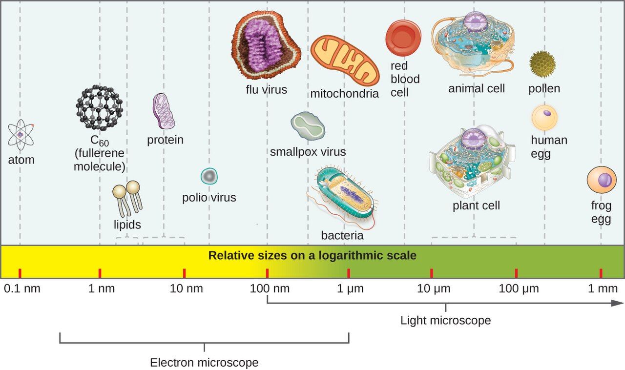 The relative sizes of microorganisms from viruses to protozoa, plotted against a metric scale