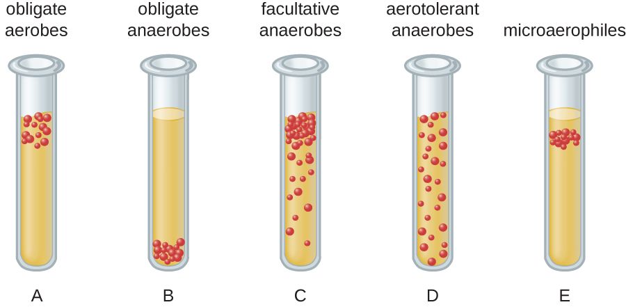 Culture tubes showing where bacteria grow relative to oxygen, from aerobes to anaerobes