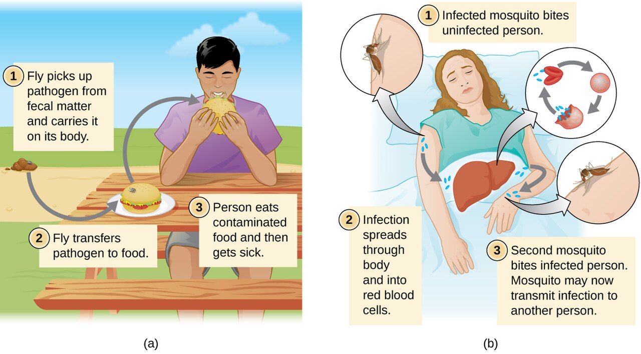 Mechanical and biological vector transmission of pathogens