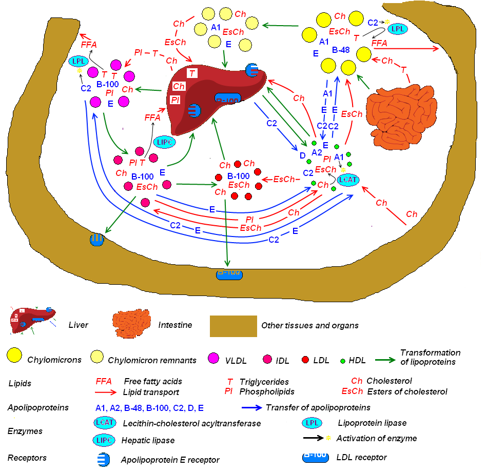 Diagram of lipoprotein classes showing relative size and composition of chylomicrons, VLDL, LDL, and HDL