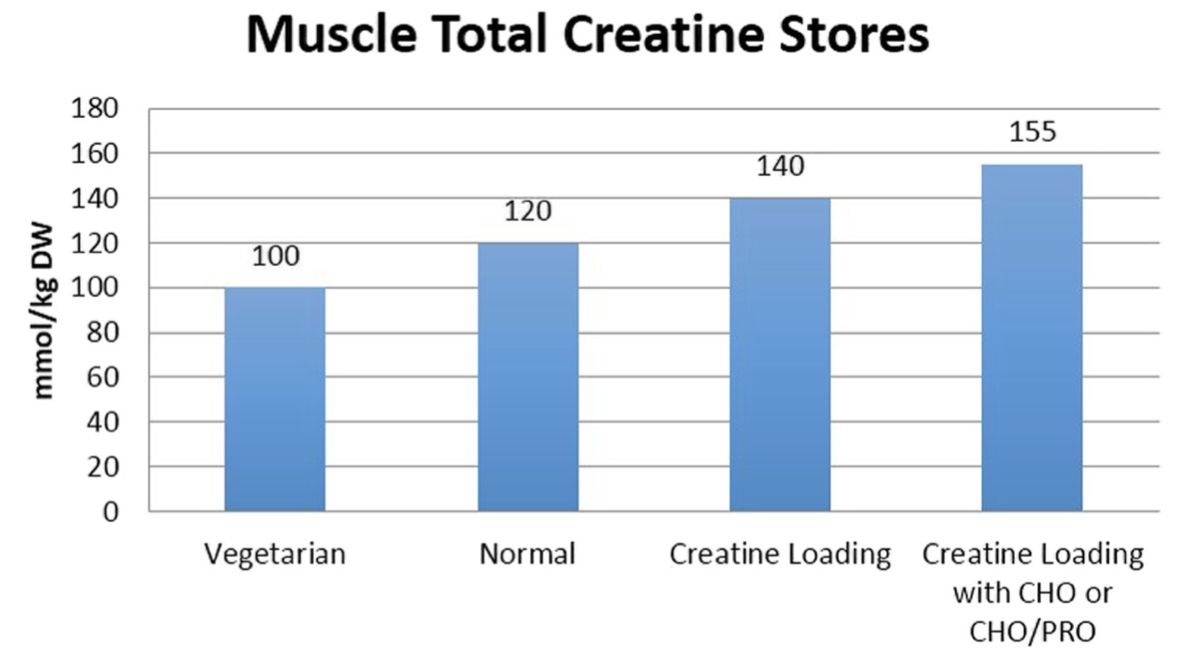 Chart of total muscle creatine stores before and after creatine supplementation