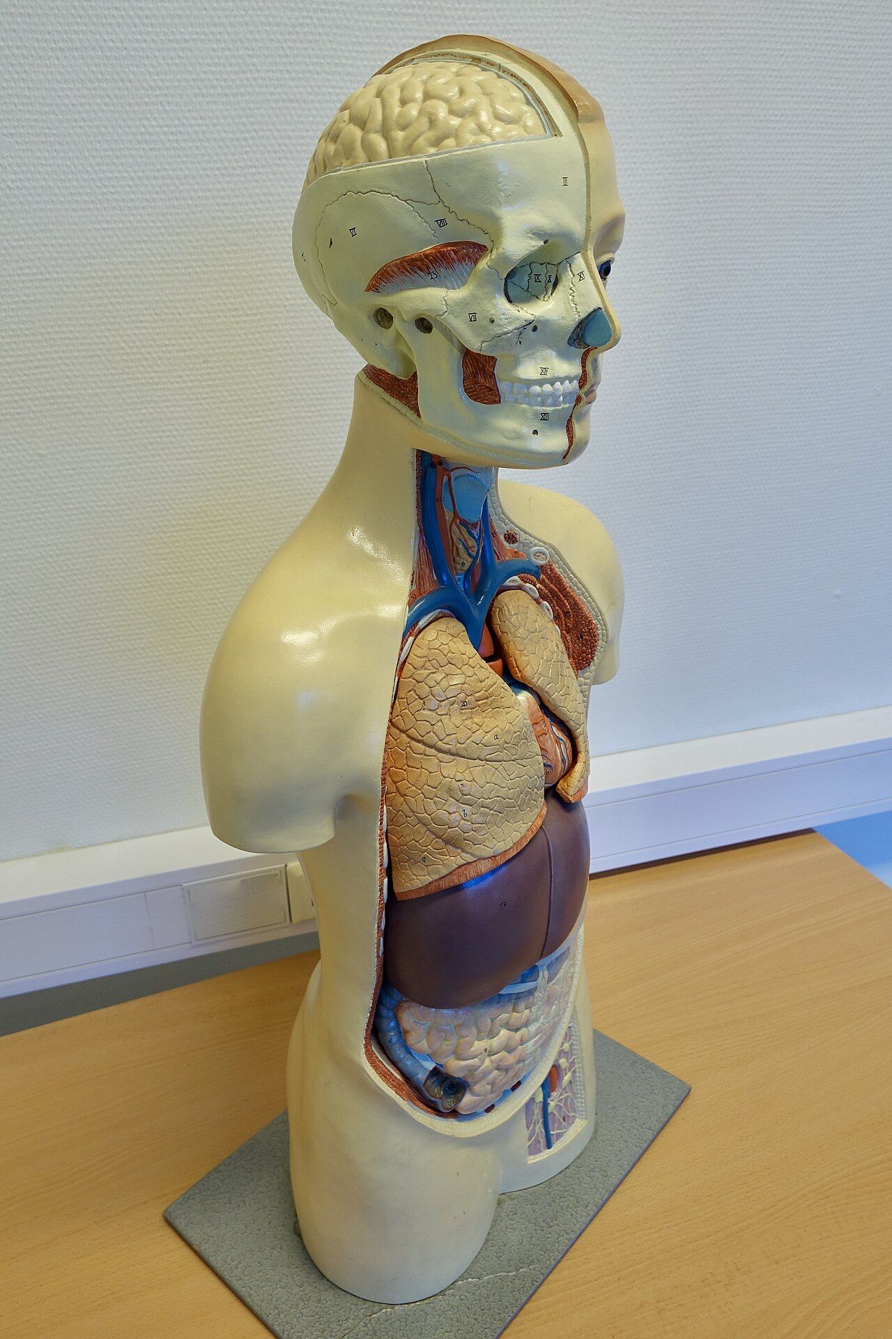 An anatomical model of a human torso with removable organs displayed on a table