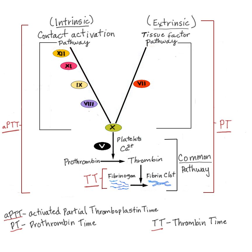 Bleeding & clotting reference figure