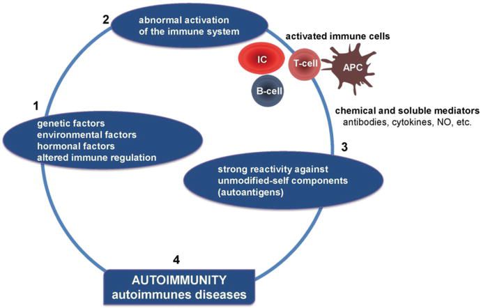 Autoimmunity reference figure