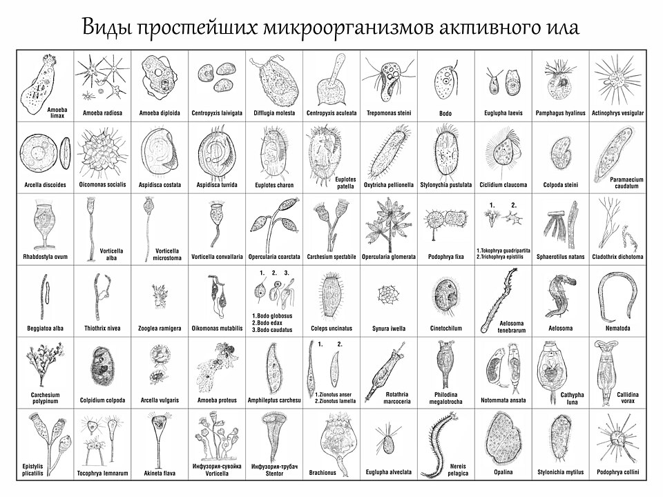 Reference figure showing the types of pathogens