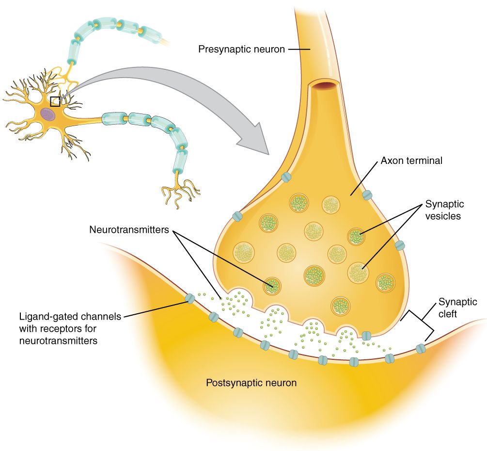A chemical synapse reference figure showing vesicle release, the synaptic cleft, and postsynaptic receptors