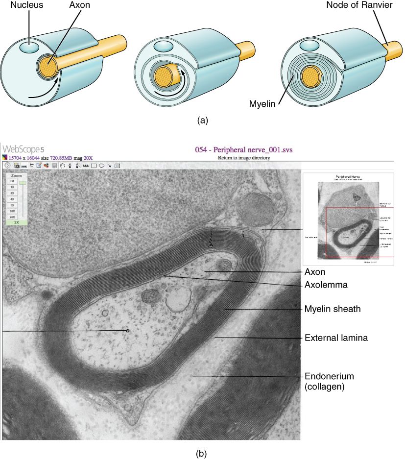Myelinated neuron reference figure showing the axon and myelin sheath where local anesthetics block conduction