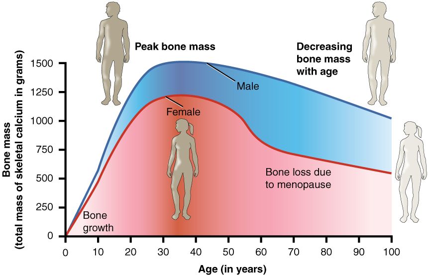Reference figure showing bone mass across the lifespan and its decline with age