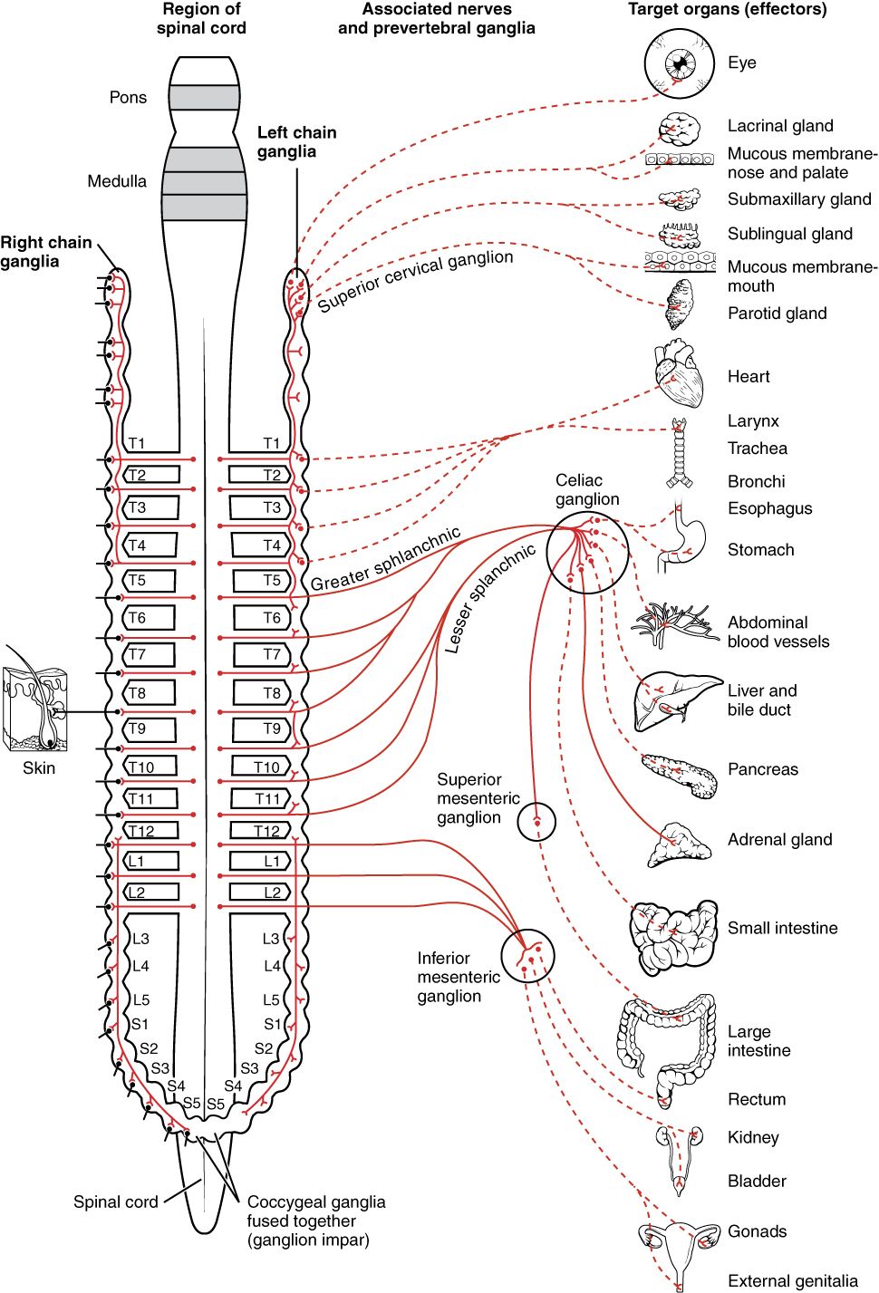Connections of the sympathetic nervous system reference figure