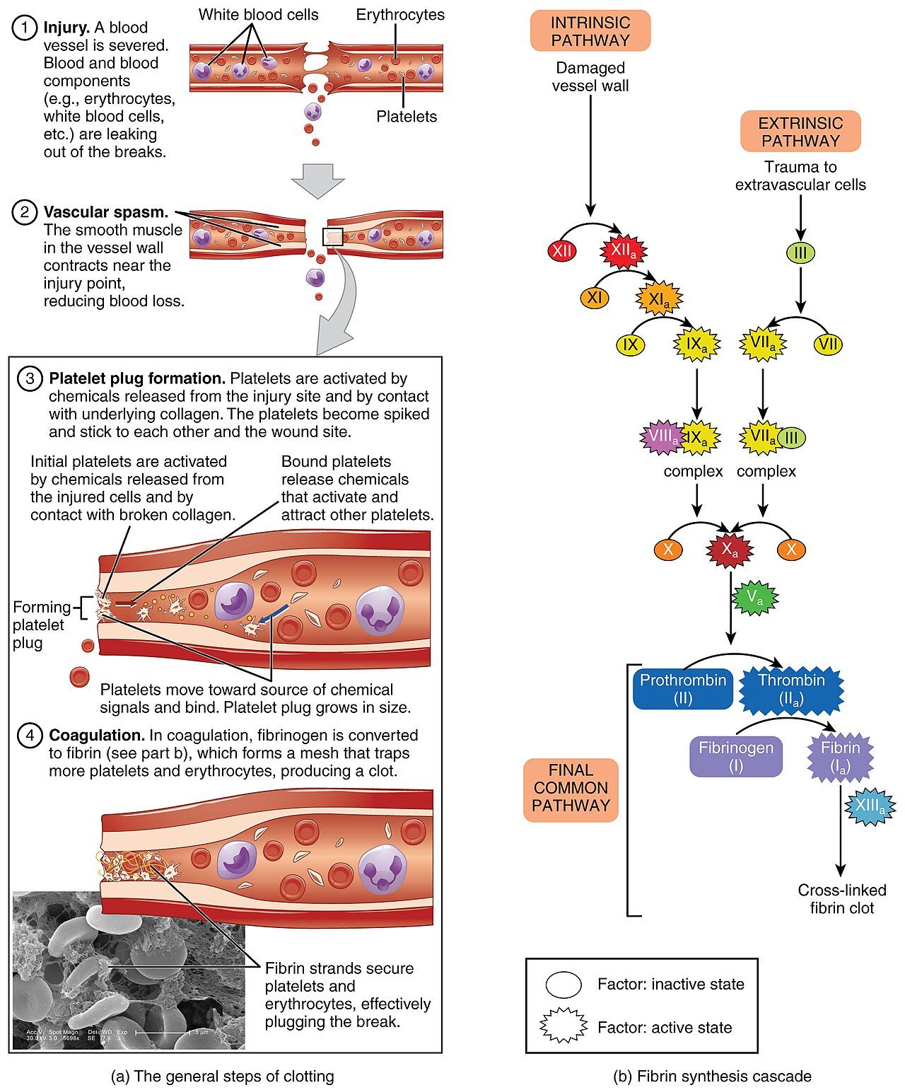 The coagulation cascade reference figure showing intrinsic, extrinsic, and common pathways converging on fibrin