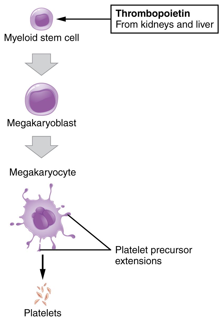 Platelet development reference figure showing megakaryocytes shedding platelets into circulation