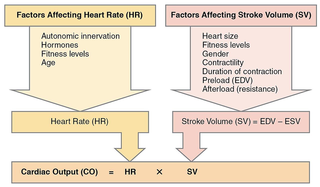 Factors in cardiac output reference figure showing heart rate and stroke volume