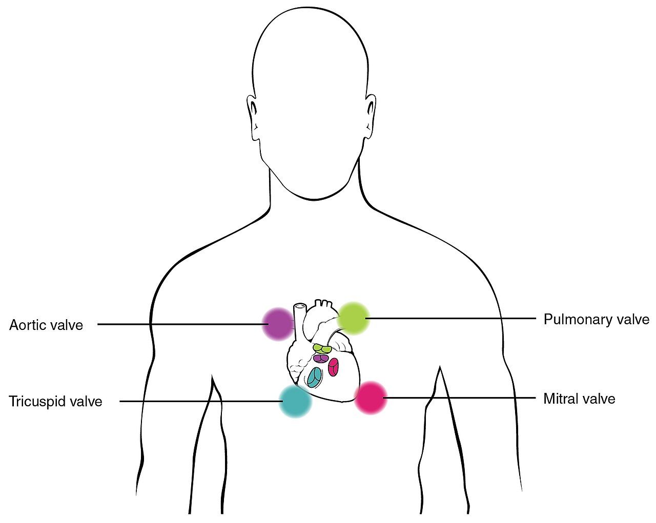 Stethoscope placement reference figure for cardiac auscultation