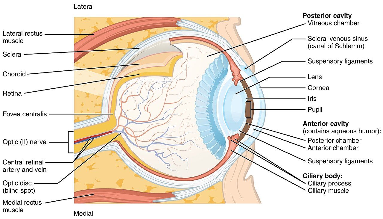 Structure of the eye reference figure showing cornea, iris, lens, and anterior chamber