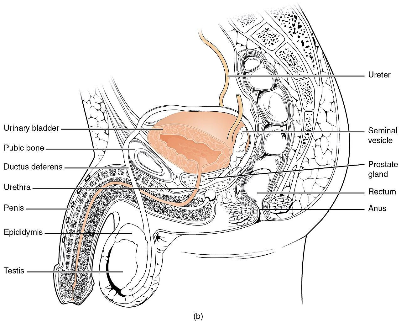 The male urethra passing through the prostate gland reference figure