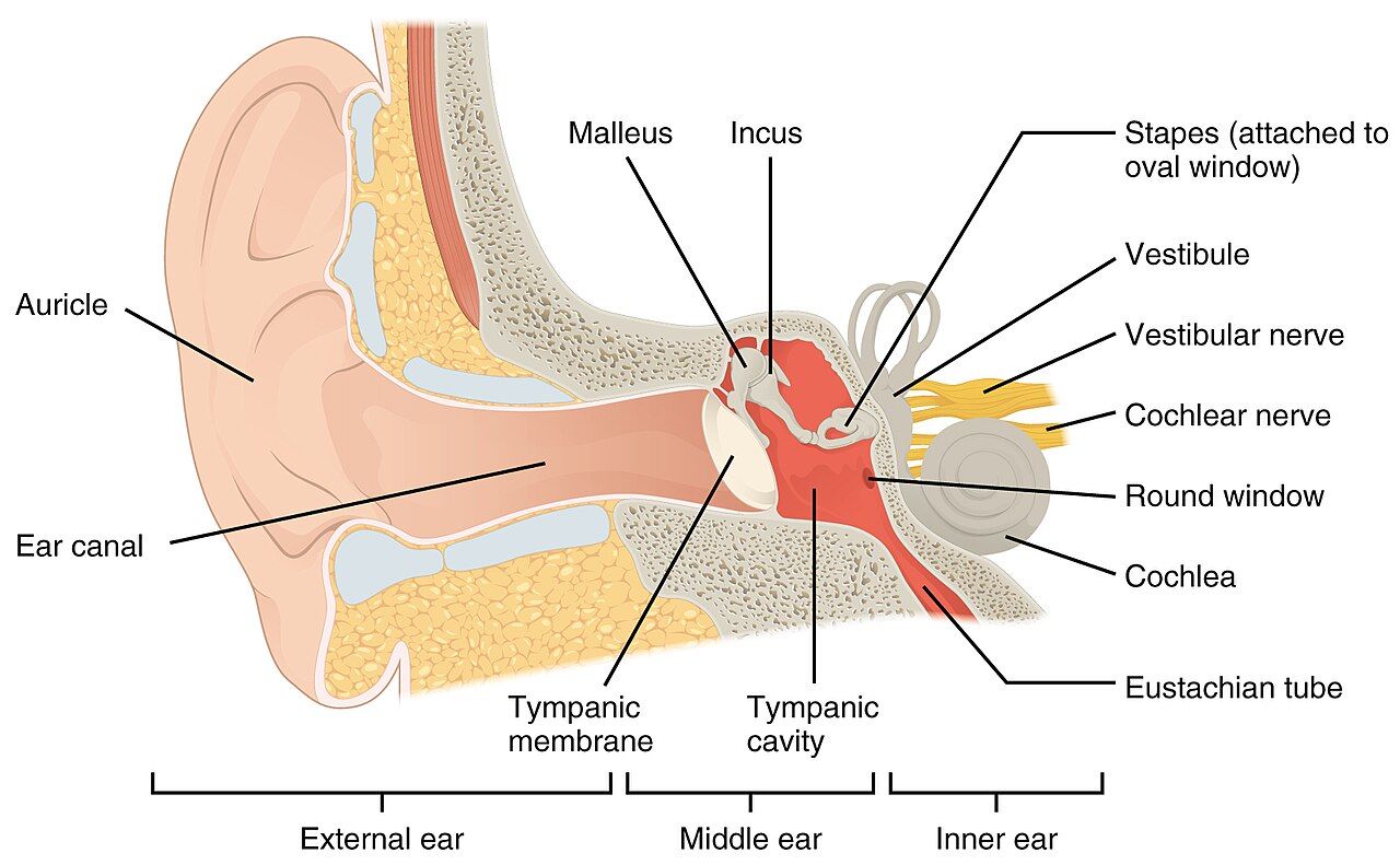 Anatomy of the human ear showing outer, middle, and inner ear structures
