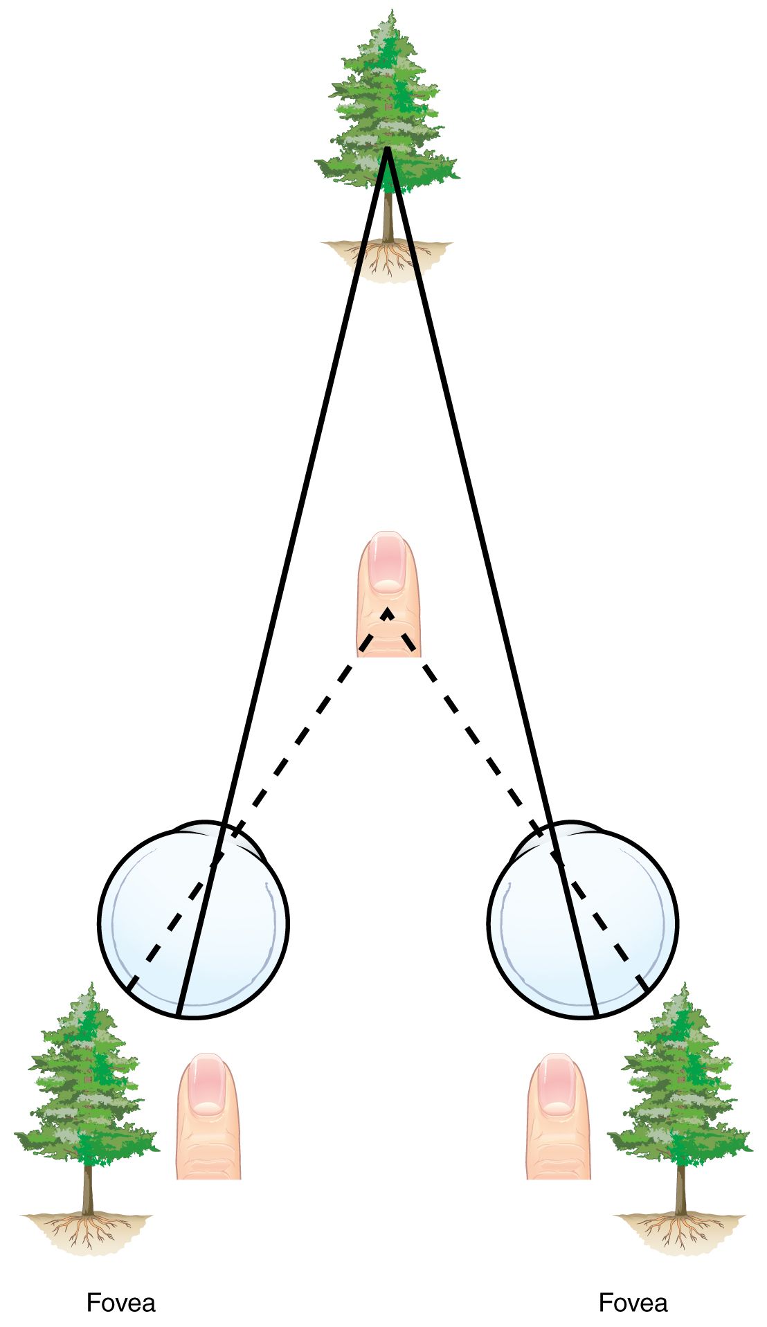 Retinal disparity: the two eyes receive slightly different images, giving depth