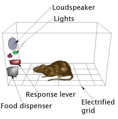 Diagram of a Skinner box, an operant conditioning chamber with a lever and food dispenser