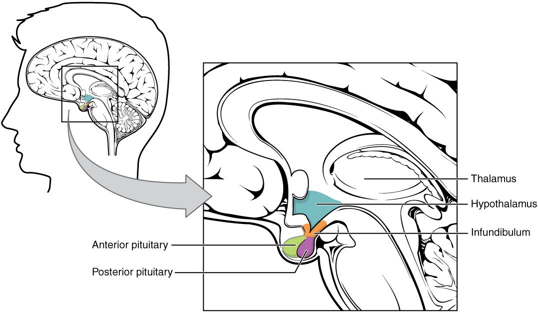 The hypothalamus at the base of the brain, a key regulator of hunger