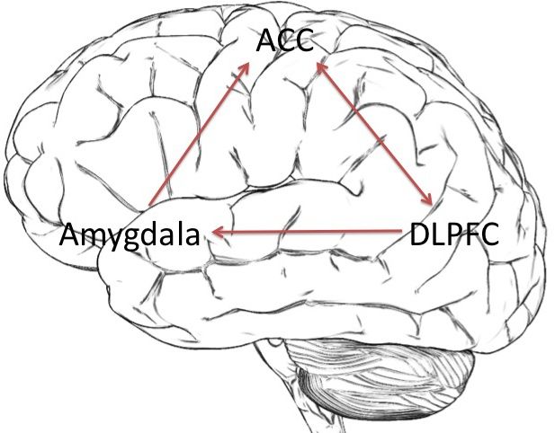 Prejudice and intergroup bias are shaped by how the brain sorts people into groups