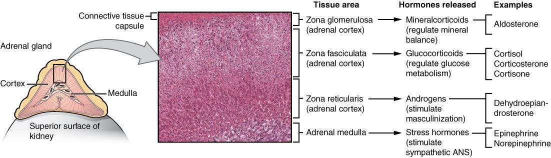 The adrenal glands, source of adrenaline and cortisol in the stress response