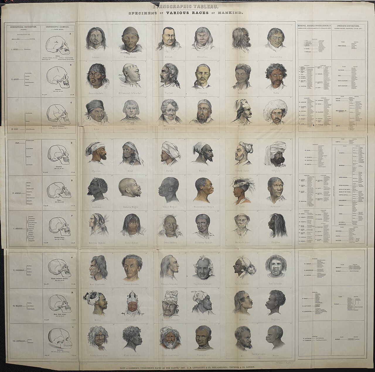 A 19th-century pseudo-scientific chart sorting humanity into racial types